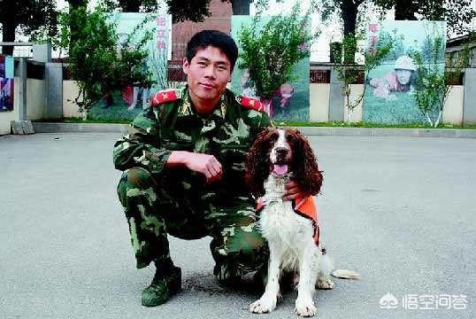 宠物搜救犬:宠物狗和搜救犬 市场上卖的狗肉都是哪些狗的？