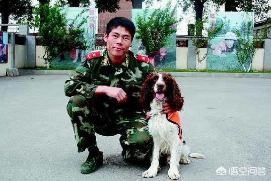 小缉毒犬:什么品种的狗狗最适合做搜救犬？