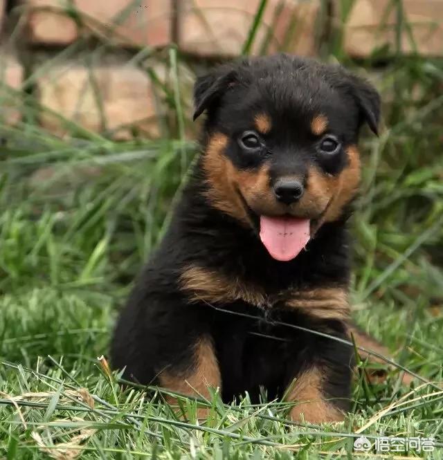 罗威那赛级犬:罗威纳母犬肩高能长到几个月？