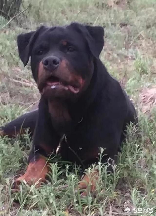 罗威那赛级犬:罗威纳母犬肩高能长到几个月？