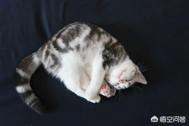抓猫:抓猫神器 被猫抓出血用酒精消毒有用吗？
