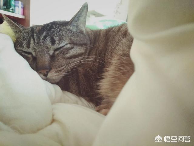 宠物情人调教法:知道调皮的小猫该如何调教吗？