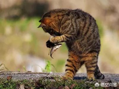 猫为什么吃老鼠:猫为什么喜欢吃鱼，有什么科学道理吗？