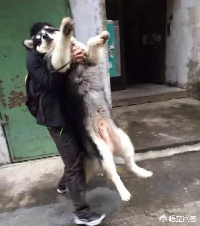 超萌小狗图片daquan:养大型狗和小型狗有什么区别？