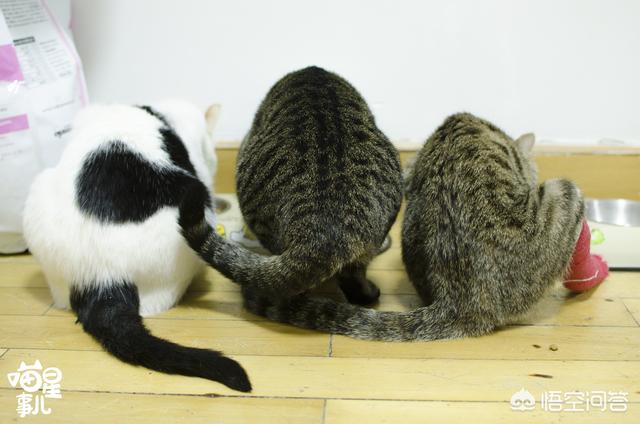 中国农大的安贝狗粮怎么样:安贝狗粮测评 流浪猫被领养后知道自己有个家了吗？它们会是什么心理？