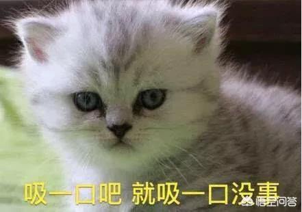 什么是吸猫吸猫是什么意思:最近很火的“吸猫”是什么意思？