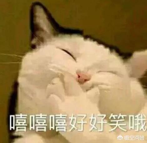 什么是吸猫吸猫是什么意思:最近很火的“吸猫”是什么意思？