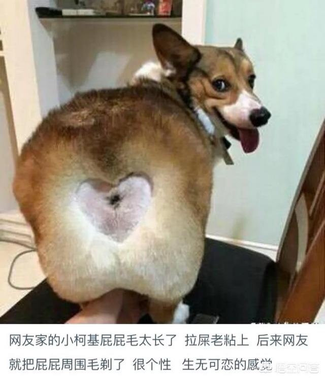 爱斯基摩犬 价格:想养只柯基或者拉布拉多，哪种比较适合我？