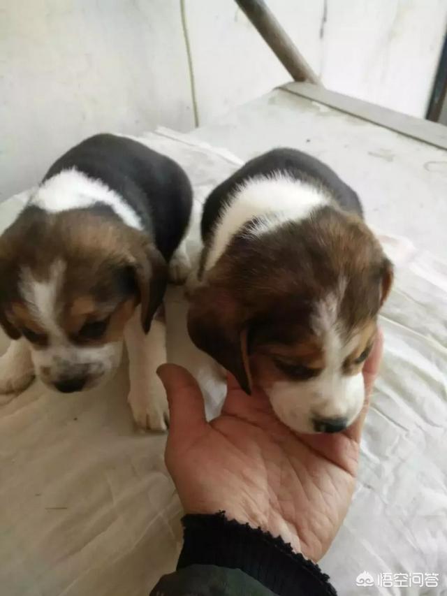 比格猎犬特点:比格犬为什么会被当做实验犬？