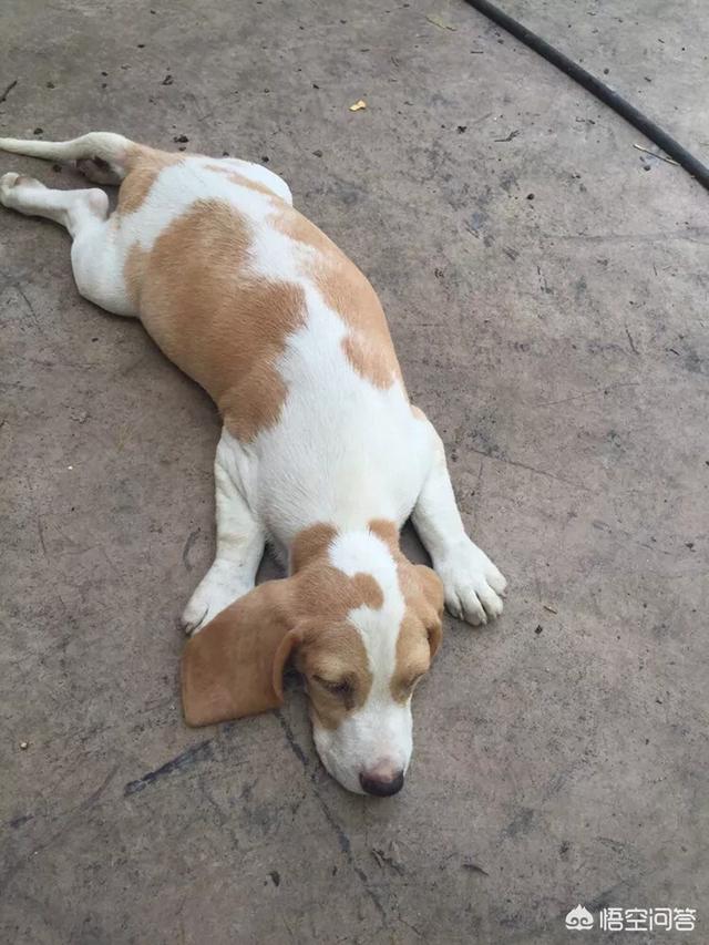 比格猎犬特点:比格犬为什么会被当做实验犬？