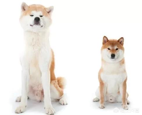 日本柴犬图片:柴犬和秋田犬为什么长得那么像？如何区分，都是日本原产地吗？