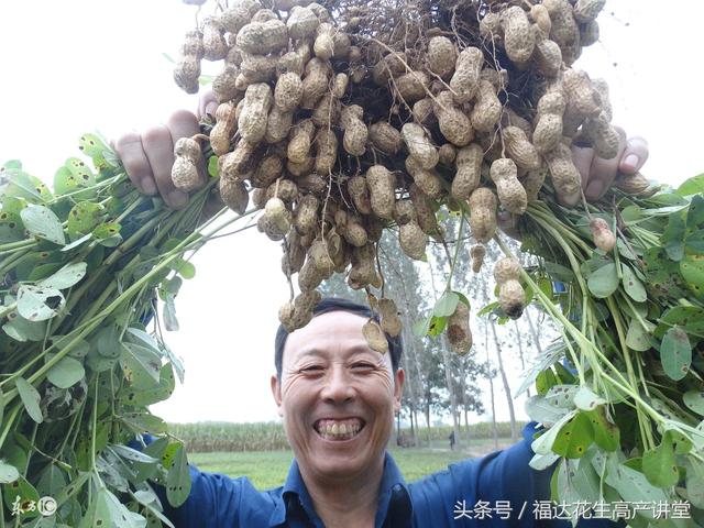 山边种植花生视频,地膜花生种植视频