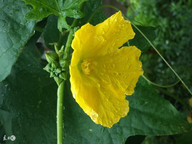 头条问答 是不是所有的农产品都有公母之分 10个回答