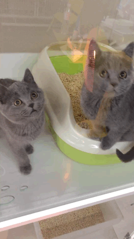 男子为自家猫咪纹身:男朋友摔死了我的猫，该原谅他吗？