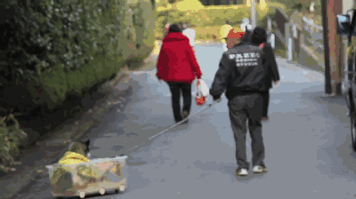 30个寿命最长的狗:狗狗的寿命一般多长？几岁算是老狗？