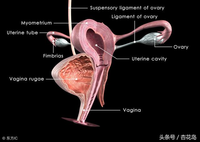 女性血尿血便是什么原因引起的:下体流血上厕所疼是怎么回事？