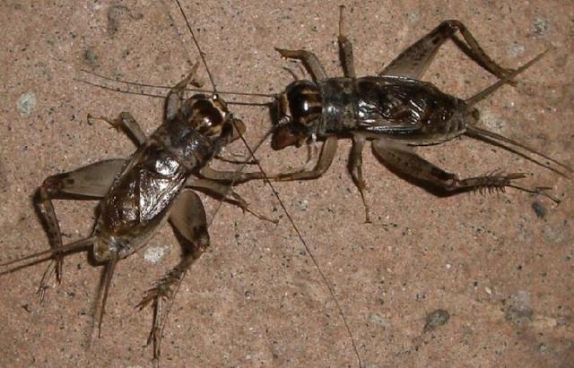 请问图中是什么生物