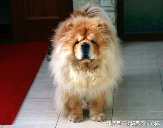 类似松狮狗的狗:松狮，二哈，金毛，拉布拉多，萨摩耶，养哪个狗更好呢？