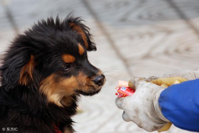 抓伤狂犬病发病率:狂犬病在现实生活中很容易发生吗？