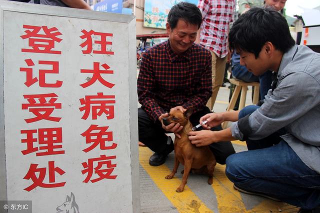 抓伤狂犬病发病率:狂犬病在现实生活中很容易发生吗？