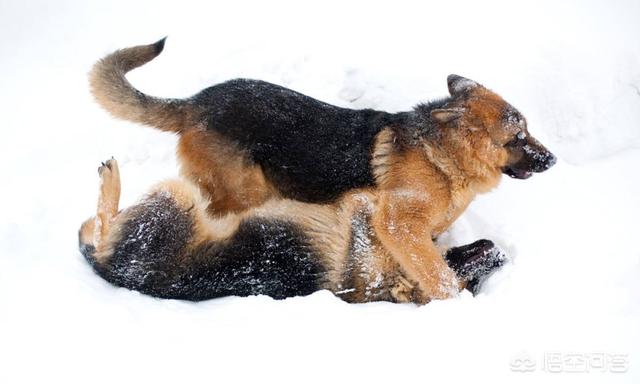 最新斗狗打架视频:十只比特犬vs一只东北虎，能赢吗？ 农村斗狗打架视频