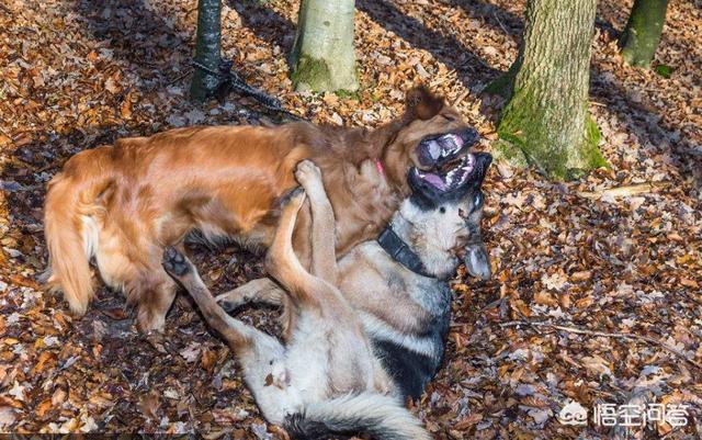 最新斗狗打架视频:十只比特犬vs一只东北虎，能赢吗？ 农村斗狗打架视频