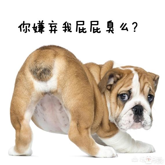 美卡犬要挤肛门:狗的肛门腺到底应不应该挤？