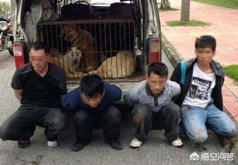 最近偷狗被打视频:怎样看暴打偷狗人这一行为？ 偷狗的花木兰视频