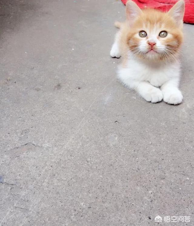 猫咪吃西瓜卡手绘:你家猫咪有哪些特别的癖好？