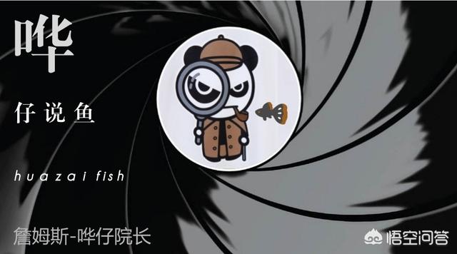 小精灵鱼 好养吗:小精灵鱼总是吸附在红箭鱼身上，这两者之间可以混养吗？