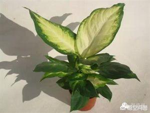 6种会带来晦气的盆栽绿植,客厅盆栽植物容易死掉是什么原因？