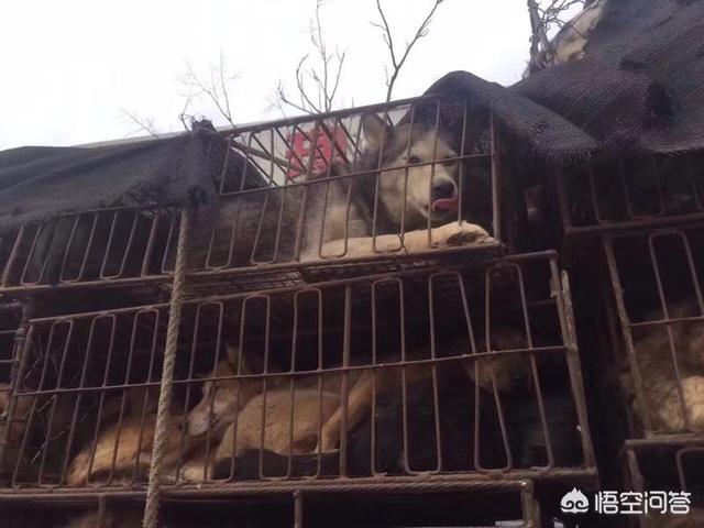 杭州 拦车救狗:杭州萧山义桥收费站拦截一辆运狗车，大家怎么看？