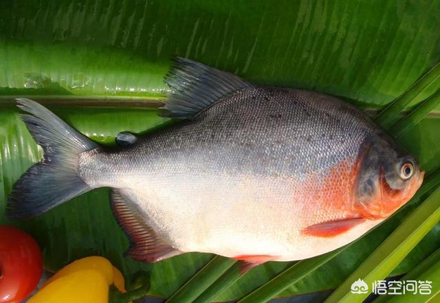 红鲳鱼是海鱼还是淡水鱼