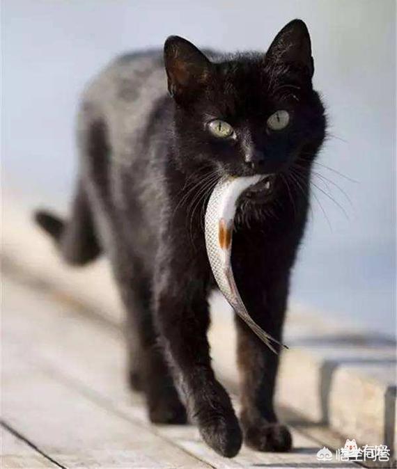 猫为什么喜欢吃鱼:猫为什么喜欢吃玉米 猫为什么特别爱吃鱼而且不怕鱼刺？