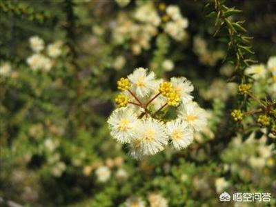 澳洲国王鹦鹉多少元:澳大利亚有哪些特别的动物？