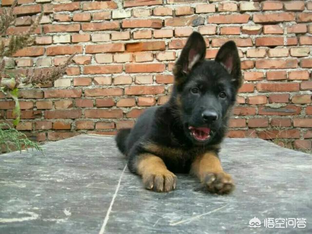 罗威拿犬:罗威纳和德牧哪种更适合作家庭宠物犬？ 罗威纳犬市场价多少钱