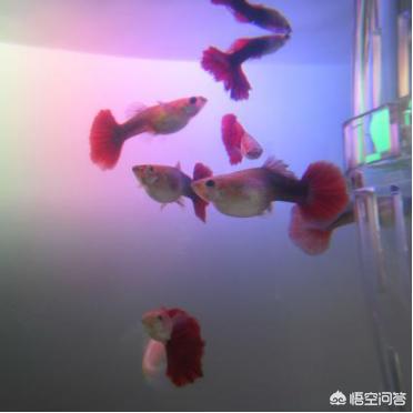孔雀鱼烂尾和被咬区别:怎么判别孔雀鱼是烂尾还是被咬 孔雀鱼得了烂尾病，该如何治疗？
