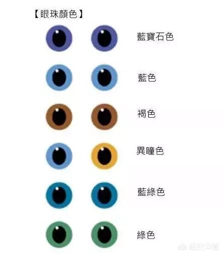 猫眼睛中间绿的周围黄的:猫咪右眼角有眼屎，黄黄的黏黏的像脓一样，怎么办？ 猫眼睛周围一圈都是黑色