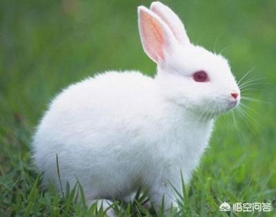 兔子吃什么会拉肚子:为什么兔子不能喝露水？我的兔子喝露水就挂了？