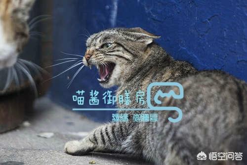 小儿狂犬病的早期症状:怎样才知道到自家的猫有没有狂犬病？