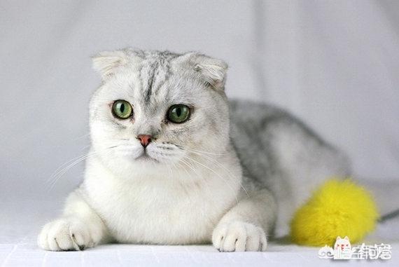 短腿猫的基因缺陷:猫的性格和品种有关系吗？ 短腿猫有什么基因缺陷