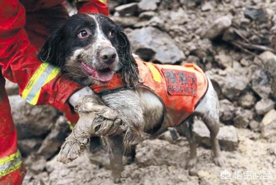 小缉毒犬:什么品种的狗狗最适合做搜救犬？