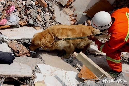 宠物搜救犬:宠物狗和搜救犬 市场上卖的狗肉都是哪些狗的？