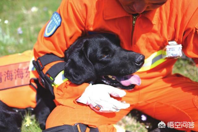 小缉毒犬:什么品种的狗狗最适合做搜救犬？