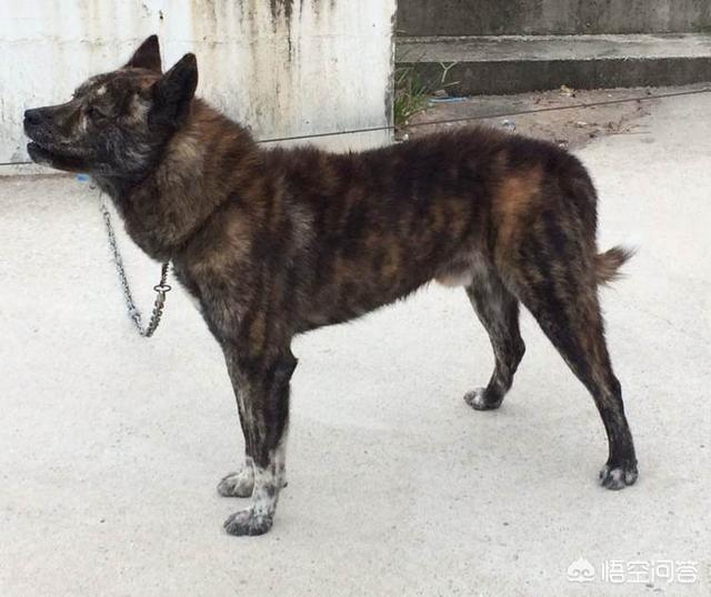 土狗图片:现在还有真正纯种的中华田园犬吗？ 土狗图片幼犬