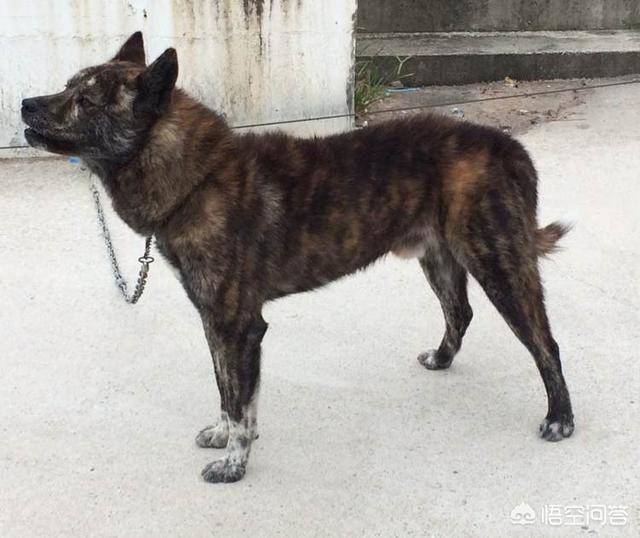 田园犬:陪伴中国人几千年的土狗，真的有缺点吗？ 田园犬图片