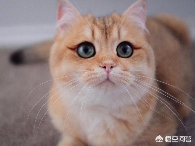 流浪猫救主人:流浪猫每日守候公交车站，小猫每日等待的司机，会收养它吗？