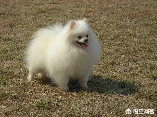 最丑的狗有哪些:狗界中，哪几种狗狗颜值很高？