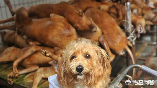 罗密欧与流浪狗 下载:看到流浪猫和狗就爱喂点吃的，流浪狗把人咬了。自己用负责吗？