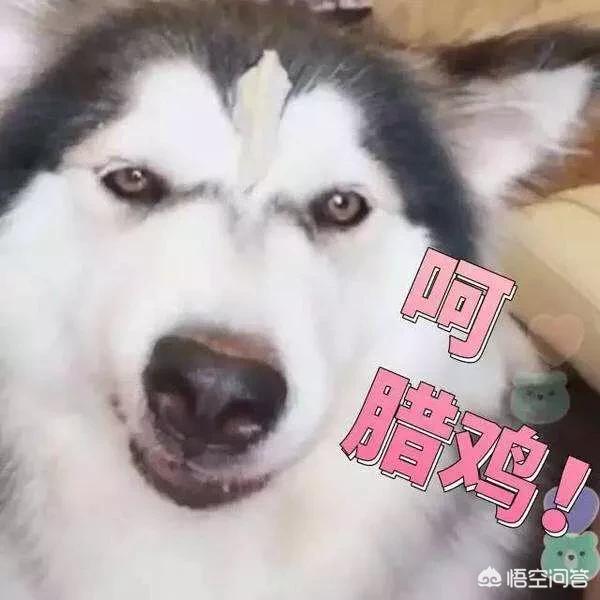 百度阿拉斯加犬怎么养:阿拉斯加犬好养吗阿拉斯加雪橇犬怎么养？